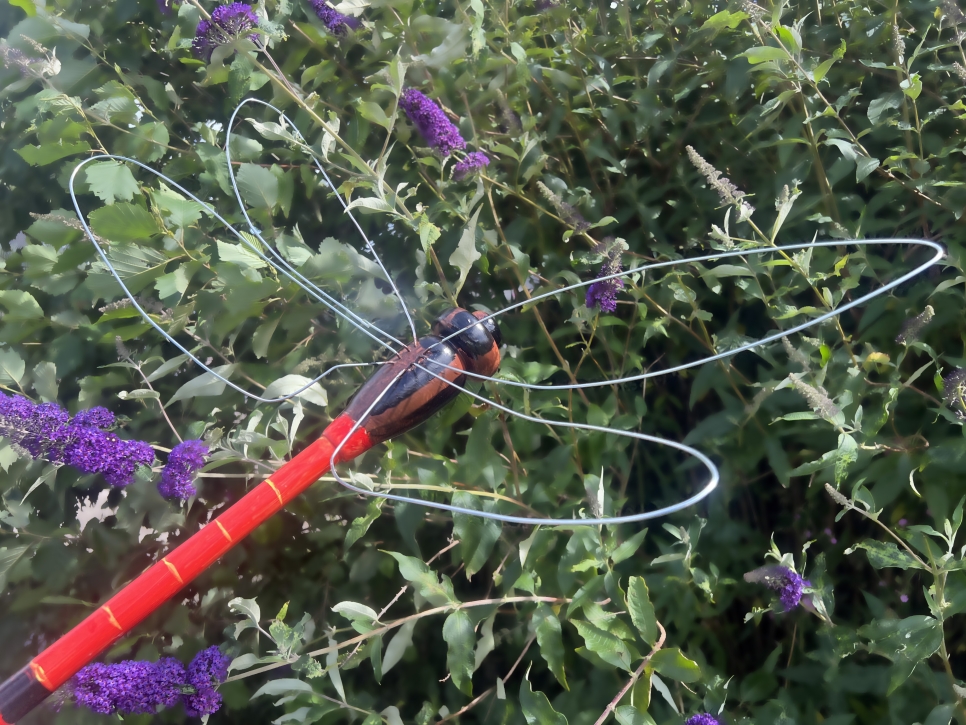 GIANT Dragonfly Hunt